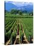 Vineyard, Calistoga, Napa Valley, California-John Alves-Stretched Canvas