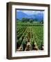 Vineyard, Calistoga, Napa Valley, California-John Alves-Framed Photographic Print