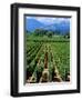 Vineyard, Calistoga, Napa Valley, California-John Alves-Framed Photographic Print