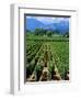 Vineyard, Calistoga, Napa Valley, California-John Alves-Framed Photographic Print