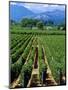 Vineyard, Calistoga, Napa Valley, California-John Alves-Mounted Photographic Print