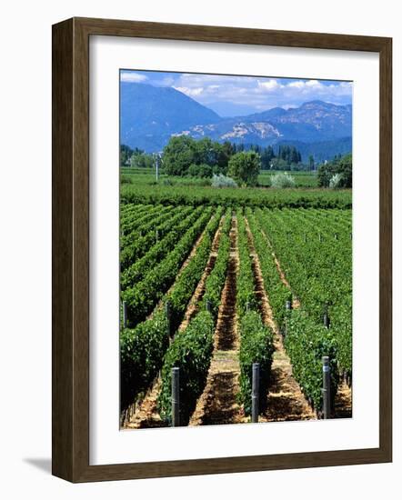 Vineyard, Calistoga, Napa Valley, California-John Alves-Framed Photographic Print