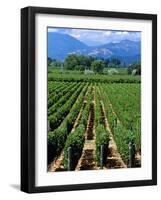 Vineyard, Calistoga, Napa Valley, California-John Alves-Framed Photographic Print