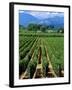 Vineyard, Calistoga, Napa Valley, California-John Alves-Framed Photographic Print