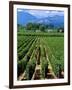 Vineyard, Calistoga, Napa Valley, California-John Alves-Framed Photographic Print