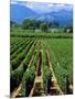 Vineyard, Calistoga, Napa Valley, California-John Alves-Mounted Photographic Print