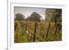 Vineyard, Chapel Down Winery, near Tenterden, Kent, England, United Kingdom, Europe-Tim Winter-Framed Photographic Print