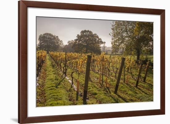 Vineyard, Chapel Down Winery, near Tenterden, Kent, England, United Kingdom, Europe-Tim Winter-Framed Photographic Print