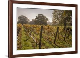 Vineyard, Chapel Down Winery, near Tenterden, Kent, England, United Kingdom, Europe-Tim Winter-Framed Photographic Print