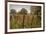 Vineyard, Chapel Down Winery, near Tenterden, Kent, England, United Kingdom, Europe-Tim Winter-Framed Photographic Print