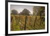 Vineyard, Chapel Down Winery, near Tenterden, Kent, England, United Kingdom, Europe-Tim Winter-Framed Photographic Print