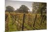 Vineyard, Chapel Down Winery, near Tenterden, Kent, England, United Kingdom, Europe-Tim Winter-Mounted Photographic Print