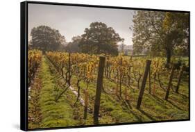 Vineyard, Chapel Down Winery, near Tenterden, Kent, England, United Kingdom, Europe-Tim Winter-Framed Stretched Canvas