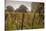 Vineyard, Chapel Down Winery, near Tenterden, Kent, England, United Kingdom, Europe-Tim Winter-Stretched Canvas
