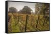 Vineyard, Chapel Down Winery, near Tenterden, Kent, England, United Kingdom, Europe-Tim Winter-Framed Stretched Canvas