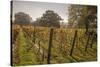 Vineyard, Chapel Down Winery, near Tenterden, Kent, England, United Kingdom, Europe-Tim Winter-Stretched Canvas