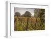 Vineyard, Chapel Down Winery, near Tenterden, Kent, England, United Kingdom, Europe-Tim Winter-Framed Photographic Print