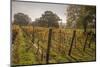 Vineyard, Chapel Down Winery, near Tenterden, Kent, England, United Kingdom, Europe-Tim Winter-Mounted Photographic Print