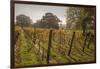 Vineyard, Chapel Down Winery, near Tenterden, Kent, England, United Kingdom, Europe-Tim Winter-Framed Photographic Print