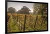 Vineyard, Chapel Down Winery, near Tenterden, Kent, England, United Kingdom, Europe-Tim Winter-Framed Photographic Print