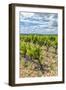 Vineyard, Chateauneuf du Pape, France-Jim Engelbrecht-Framed Photographic Print