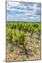 Vineyard, Chateauneuf du Pape, France-Jim Engelbrecht-Mounted Photographic Print