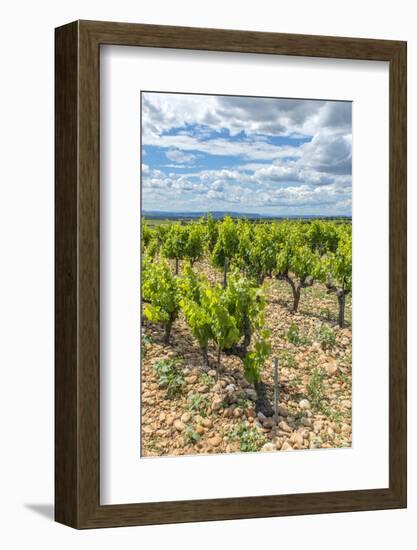 Vineyard, Chateauneuf du Pape, France-Jim Engelbrecht-Framed Photographic Print