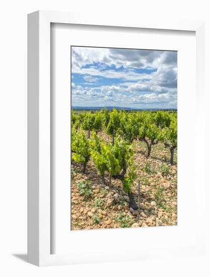 Vineyard, Chateauneuf du Pape, France-Jim Engelbrecht-Framed Photographic Print