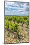 Vineyard, Chateauneuf du Pape, France-Jim Engelbrecht-Mounted Photographic Print