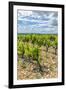 Vineyard, Chateauneuf du Pape, France-Jim Engelbrecht-Framed Photographic Print