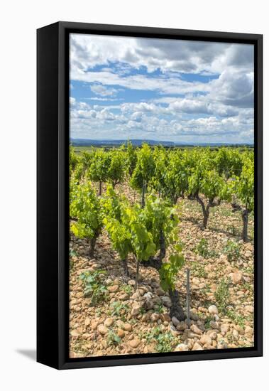 Vineyard, Chateauneuf du Pape, France-Jim Engelbrecht-Framed Stretched Canvas