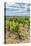 Vineyard, Chateauneuf du Pape, France-Jim Engelbrecht-Stretched Canvas