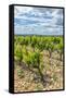 Vineyard, Chateauneuf du Pape, France-Jim Engelbrecht-Framed Stretched Canvas