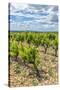 Vineyard, Chateauneuf du Pape, France-Jim Engelbrecht-Stretched Canvas