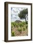 Vineyard, Chateauneuf du Pape, France-Jim Engelbrecht-Framed Photographic Print