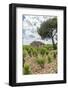 Vineyard, Chateauneuf du Pape, France-Jim Engelbrecht-Framed Photographic Print