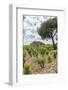 Vineyard, Chateauneuf du Pape, France-Jim Engelbrecht-Framed Photographic Print