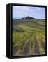 Vineyard, Chianti, Italy-Rob Tilley-Framed Stretched Canvas