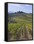 Vineyard, Chianti, Italy-Rob Tilley-Framed Stretched Canvas