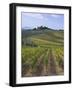 Vineyard, Chianti, Italy-Rob Tilley-Framed Photographic Print