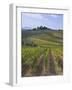 Vineyard, Chianti, Italy-Rob Tilley-Framed Photographic Print