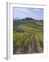 Vineyard, Chianti, Italy-Rob Tilley-Framed Photographic Print