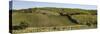 Vineyard, Chianti Region, Radda in Chianti, Siena Province, Tuscany, Italy-null-Stretched Canvas