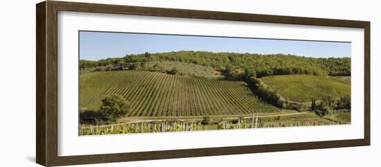 Vineyard, Chianti Region, Radda in Chianti, Siena Province, Tuscany, Italy-null-Framed Photographic Print