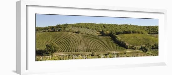 Vineyard, Chianti Region, Radda in Chianti, Siena Province, Tuscany, Italy-null-Framed Photographic Print
