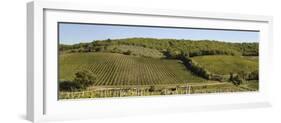 Vineyard, Chianti Region, Radda in Chianti, Siena Province, Tuscany, Italy-null-Framed Photographic Print