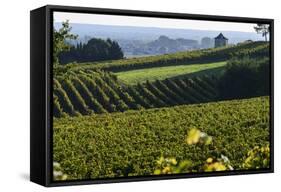 Vineyard, Chinon, Indre Et Loire, Centre, France, Europe-Nathalie Cuvelier-Framed Stretched Canvas