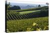 Vineyard, Chinon, Indre Et Loire, Centre, France, Europe-Nathalie Cuvelier-Stretched Canvas