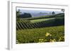 Vineyard, Chinon, Indre Et Loire, Centre, France, Europe-Nathalie Cuvelier-Framed Photographic Print