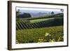 Vineyard, Chinon, Indre Et Loire, Centre, France, Europe-Nathalie Cuvelier-Framed Photographic Print